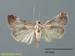 Cacozelia basiochrealis image