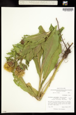 Image of Centaurea macrocephala