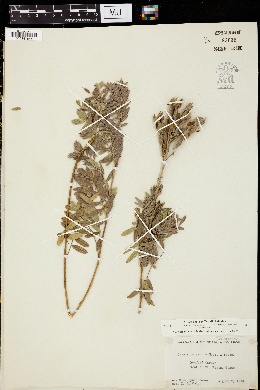 Cassia polyantha image