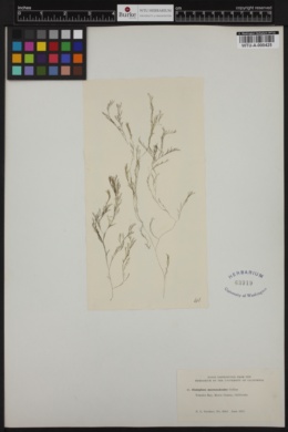Cladophora microcladioides image