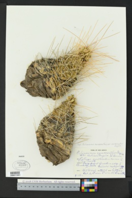Echinocereus enneacanthus var. enneacanthus image