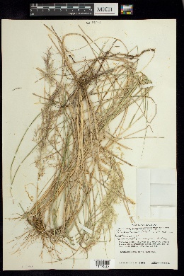 Calamagrostis valida image