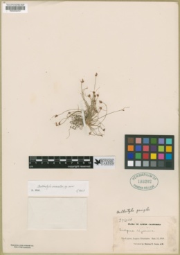 Image of Bulbostylis arcuata