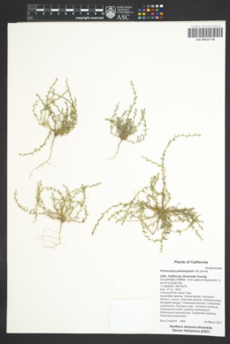 Image of Pectocarya peninsularis