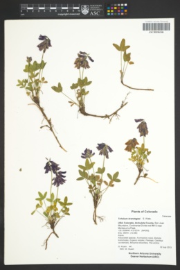 Trifolium brandegeei image