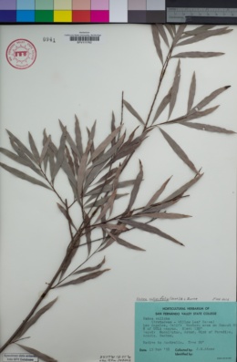 Hakea salicifolia image