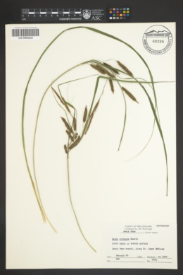 Carex coriacea image