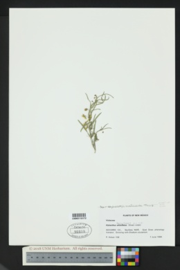 Image of Pombalia verticillata