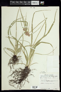 Cyperus nayaritensis image