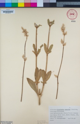Image of Froelichia gracilis