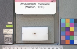 Image of Amauromyza maculosa