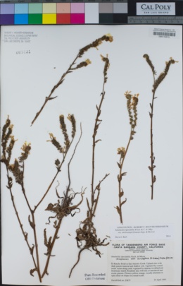 Amsinckia spectabilis var. microcarpa image
