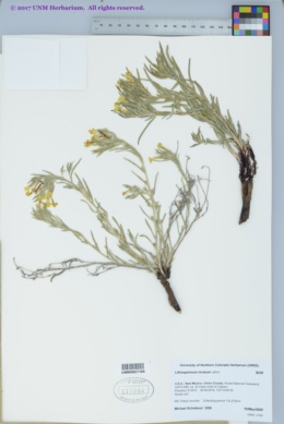 Lithospermum incisum image