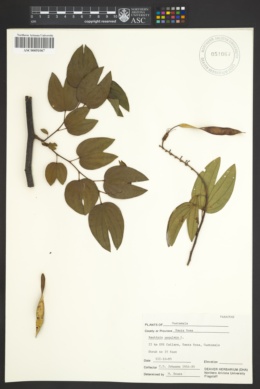 Image of Bauhinia ungulata