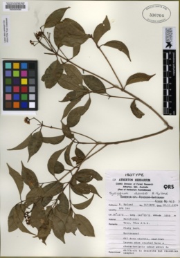 Image of Syzygium dansiei
