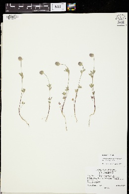 Trifolium albopurpureum var. albopurpureum image