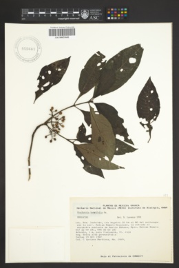 Image of Psychotria tenuifolia
