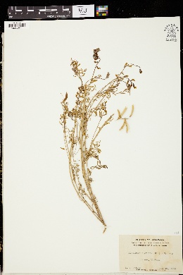 Image of Pisophaca flexuosa