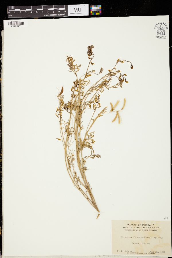 Pisophaca flexuosa image