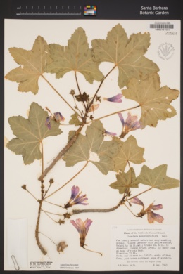 Lavatera assurgentiflora image