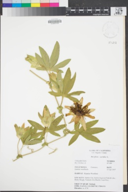 Image of Passiflora caerulea