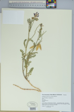 Astragalus puniceus var. puniceus image