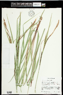 Carex interrupta image