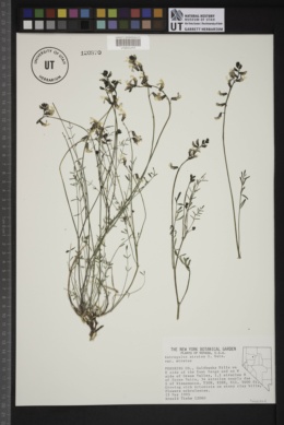 Astragalus atratus var. atratus image