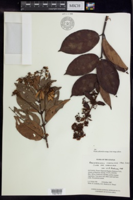 Banisteriopsis martiniana image