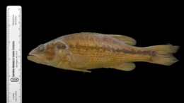 Micropterus punctulatus image