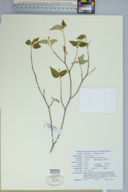 Image of Croton suaveolens