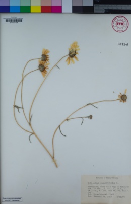 Image of Helianthus angustifolius