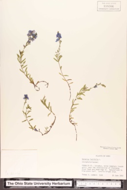 Veronica latifolia image