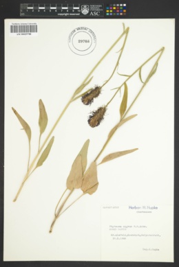 Phyteuma nigrum image
