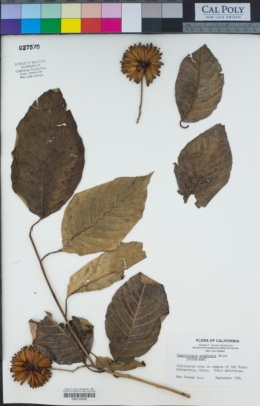 Image of Camptotheca acuminata