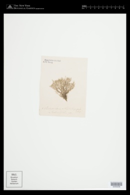 Cladophora hutchinsiae image