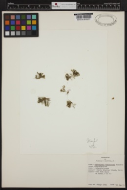 Sphacelaria didichotoma image