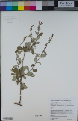Lonicera hispidula var. vacillans image