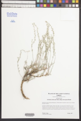 Artemisia arbuscula subsp. thermopola image