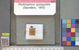 Pectinophora gossypiella image