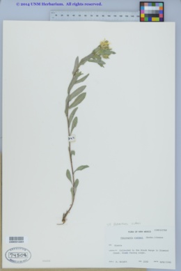 Heterotheca nitidula image