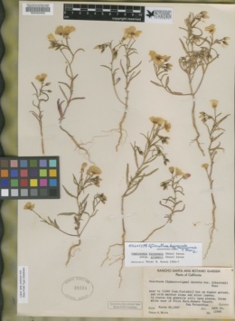 Oenothera kernensis image