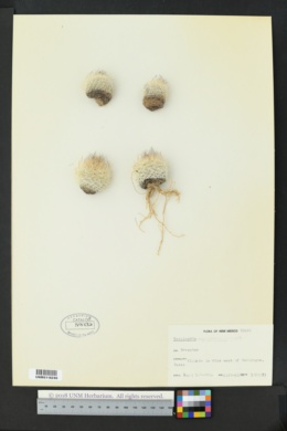 Image of Sclerocactus mariposensis
