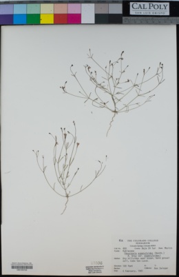 Houstonia asperuloides image