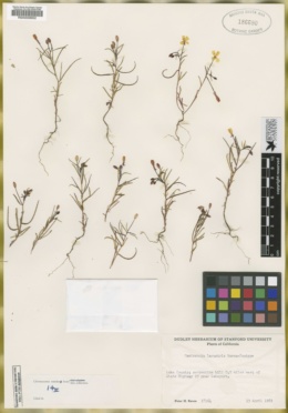 Image of Camissonia lacustris