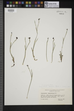 Sisyrinchium radicatum image
