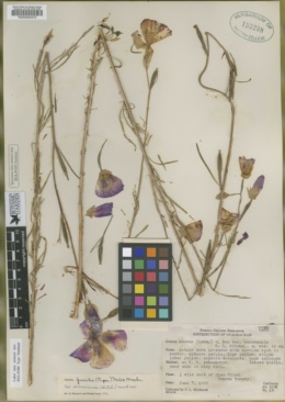 Godetia amoena var. sonomensis image