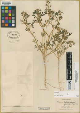 Cleomella sparsifolia image