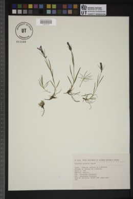 Dianthus pavonius image