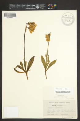 Image of Fritillaria striata